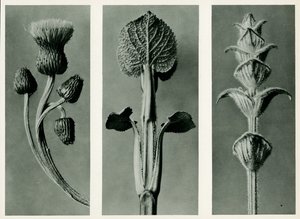 Studie av tre arter av planter. 1929 (fotogravyr)